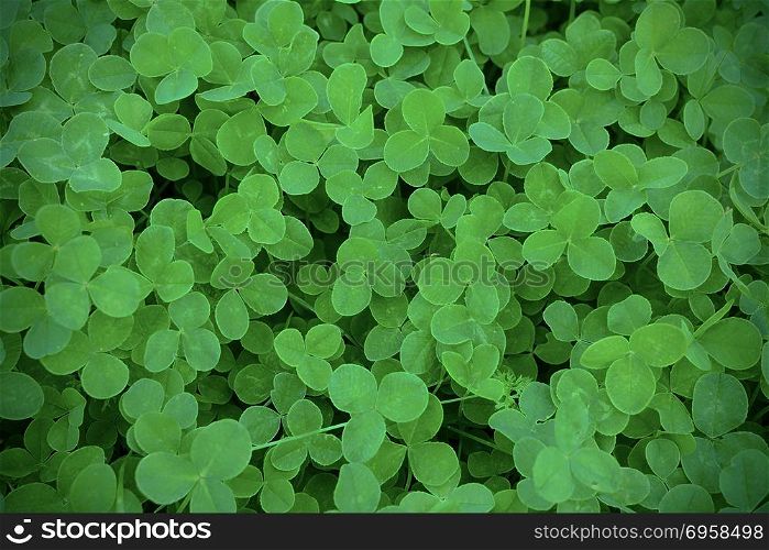 Green clover leaves in meadow defocused background. St. Patricks day greeting card. Summer shamrock Irish festival symbol. . Green clover leaves in meadow defocused background