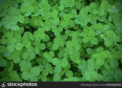 Green clover leaves in meadow defocused background. St. Patricks day greeting card. Summer shamrock Irish festival symbol. . Green clover leaves in meadow defocused background