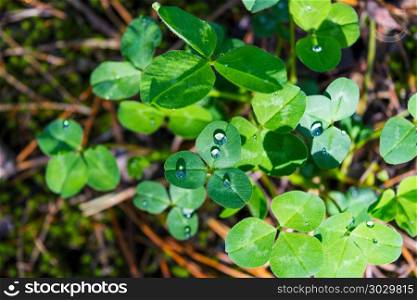 Green clover leaves with morning dew in meadow. St. Patricks day symbol background. Summer shamrock Irish festival symbol. . Green clover leaves with dew drops