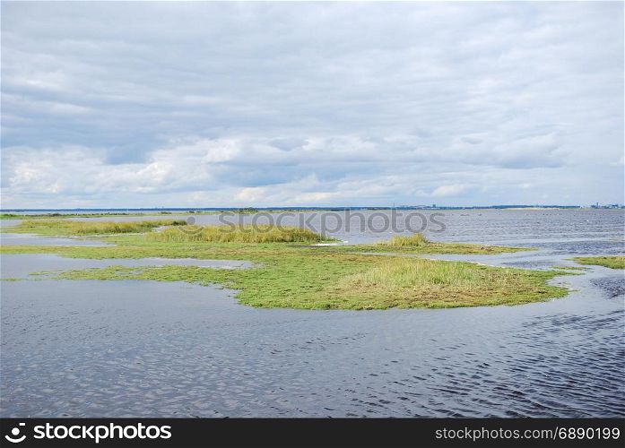 Green coastal marshland at the swedish island Oland in the Baltic Sea