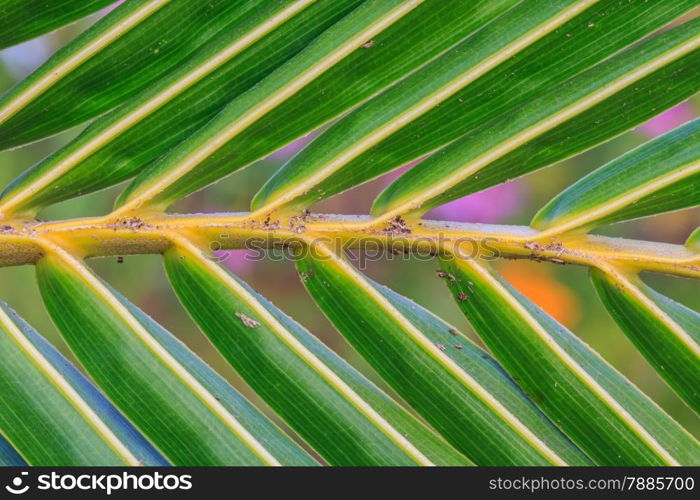 Green coconut leaf pattern, coconut leaf texture