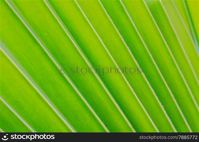 Green coconut leaf pattern, coconut leaf texture