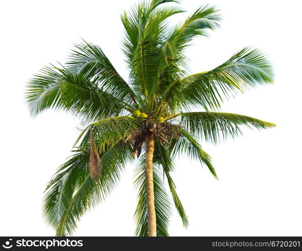 green coconut palm isolated on white background