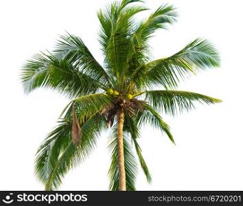 green coconut palm isolated on white background