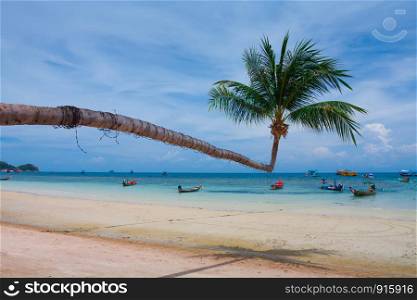 green coconut palm tree at tropical beach