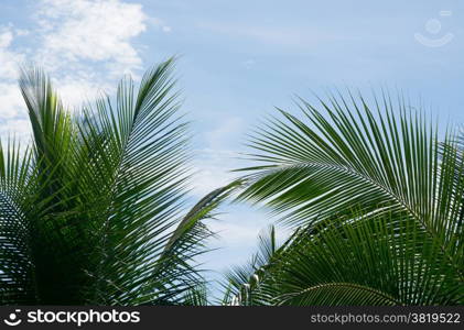 Green coconut palm tree leaves closeup on blue sky, Southern Province, Sri Lanka, Asia.