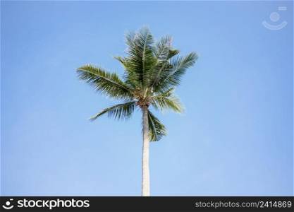Green Coconut palm tree on blue sky background.