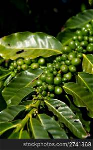 Green coffee beans growing on the branch in Kauai, Hawaii.