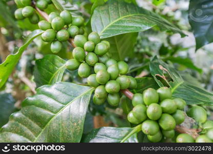 Green coffee beans growing on the branch. raw coffee bean on coffee tree plantation. Closeup fresh raw coffee bean on tree.