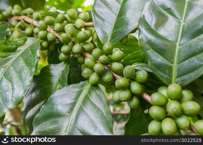 Green coffee beans growing on the branch. raw coffee bean on coffee tree plantation. Closeup fresh raw coffee bean on tree.
