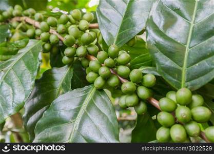 Green coffee beans growing on the branch. raw coffee bean on coffee tree plantation. Closeup fresh raw coffee bean on tree.