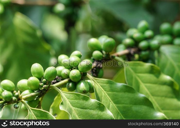 Green coffee beans on tree in the garden