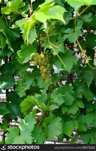 Green Color grapes ripen in summer garden