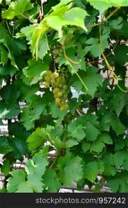 Green Color grapes ripen in summer garden