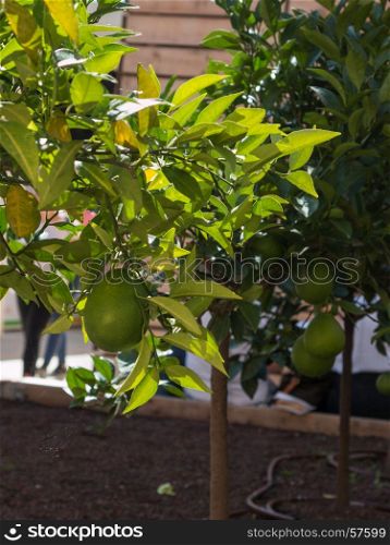 Green Color's Orange Fruits Growing on Tree