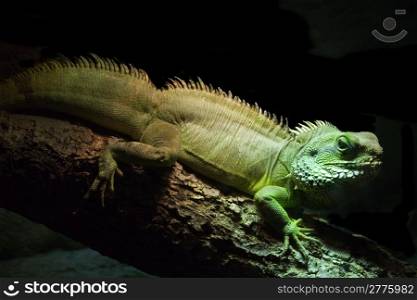 Green Common Iguana in the Dark