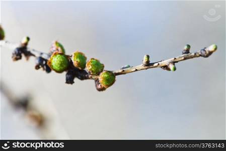 green cones on larch tree twig close up in spring