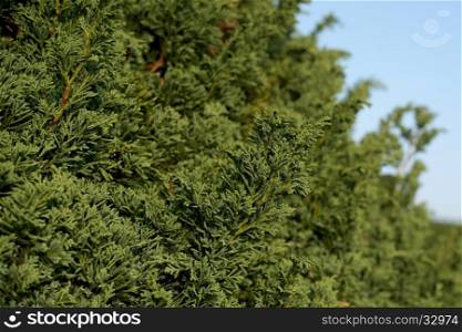 green conifer, closeup of thuja tree as nature background