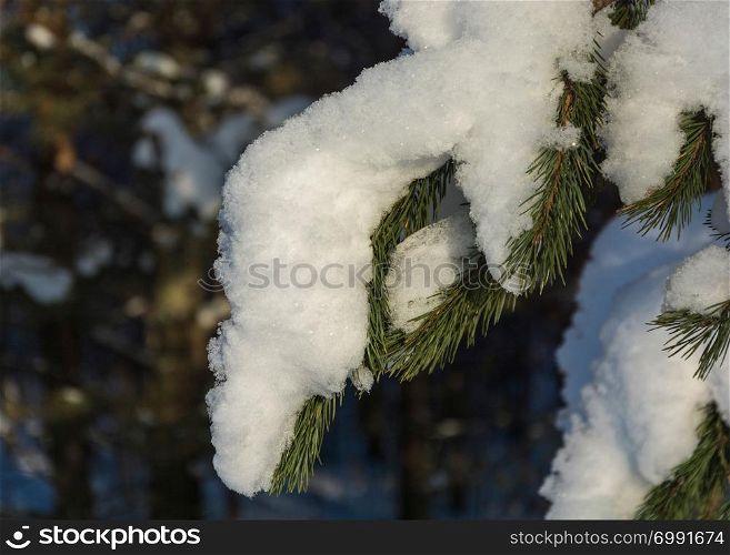 Green coniferous branch covered with snow, shot close-up on a clear winter day.