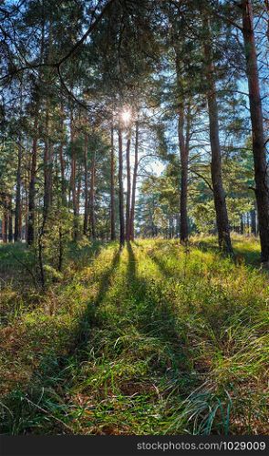green coniferous forest on a sunny autumn day, Ukraine, bright rays of the sun shine through the crowns of trees