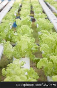 Green coral plants on hydrophonic farm, stock photo