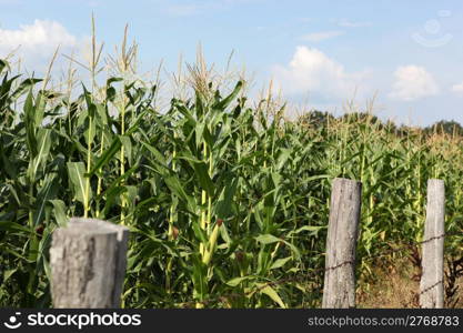 Green corn field.