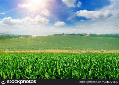 green corn field and blue sky