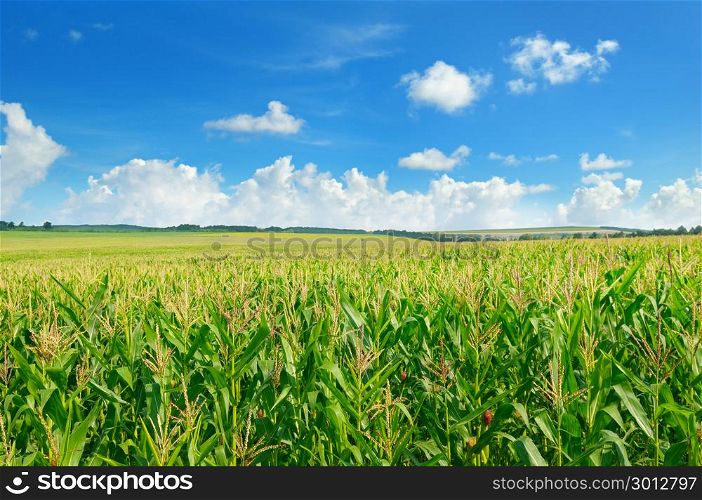 Green corn field and blue sky. Agricultural landscape.