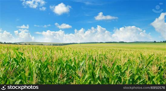 Green corn field and blue sky. Wide photo. Spring agricultural landscape.