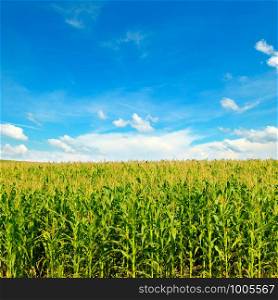 Green corn field and bright blue sky. Agricultural landscape.