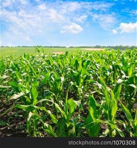 Green corn field and bright blue sky. Agricultural landscape.