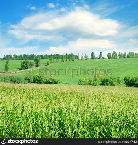 Green corn field and bright blue sky. Agricultural landscape.