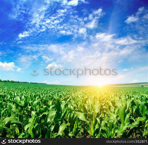 Green corn field and bright sunrise against the blue sky. Agricultural landscape.