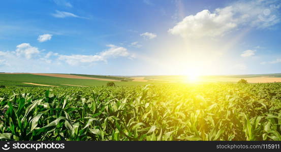 Green corn field and bright sunrise against the blue sky. Wide photo.