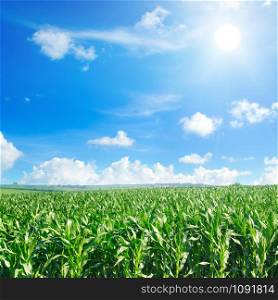 Green corn field and sun on bright blue sky. Agricultural landscape.