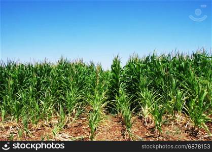 Green Corn field at south of Portugal