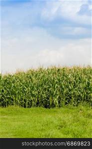 Green corn field. Farmland