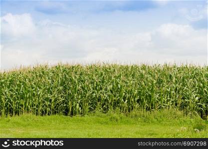 Green corn field. Farmland