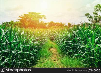 Green corn field growing up in the plantation crop corn farming agriculture