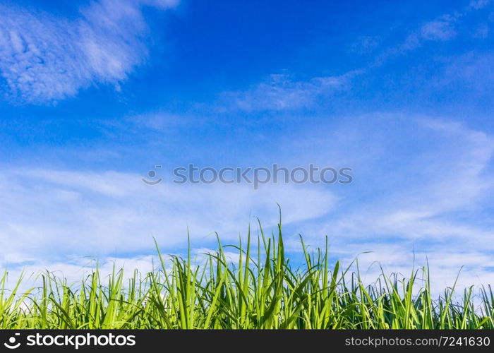 Green corn field growing up on blue sky