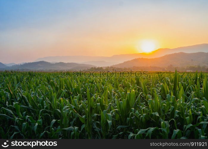 green corn field in agricultural garden and light shines sunset