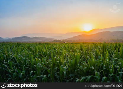 green corn field in agricultural garden and light shines sunset