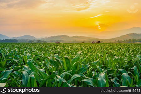 green corn field in agricultural garden and light shines sunset