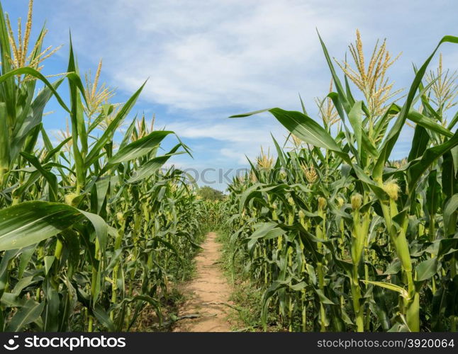 Green corn field in Thailand