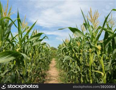 Green corn field in Thailand