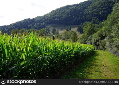 Green corn field near mountain in Switzerland