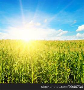 Green corn field under colorful sky with sun. Agricultural landscape.