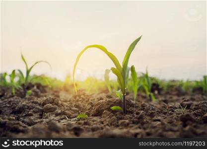 Green corn on field with sunrise. Agricultural concept