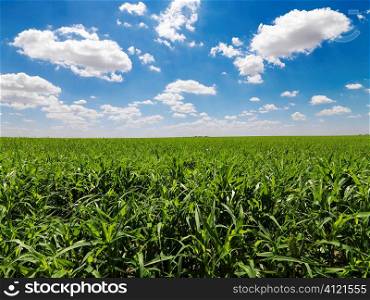 Green Cornfield and Blue Sky