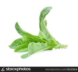 Green cos lettuce on white Background.